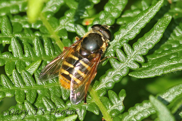 Hoverfly Species-E3