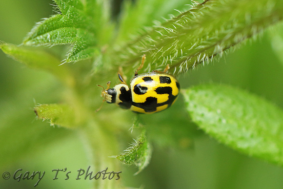 Ladybird Species-G