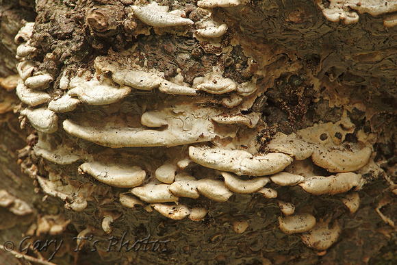 Fungi Species-D