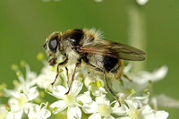 Bee Species-F