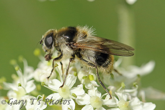 Bee Species-F