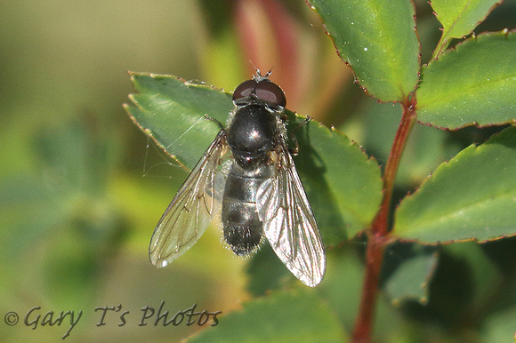 Hoverfly Species-I2