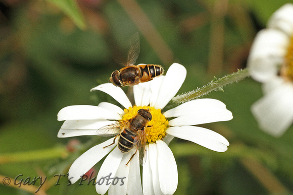 Hoverfly Species-F3