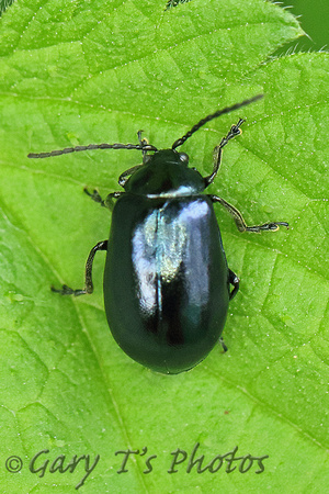 Beetle Species-M