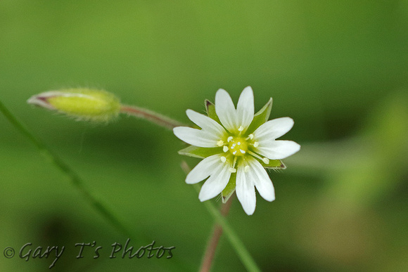 Flower Species-White C