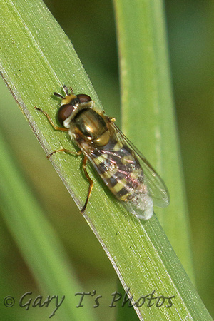 Hoverfly Species-N2