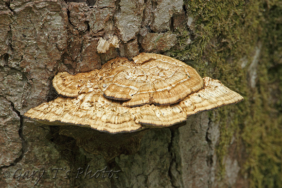 Fungi Species-B