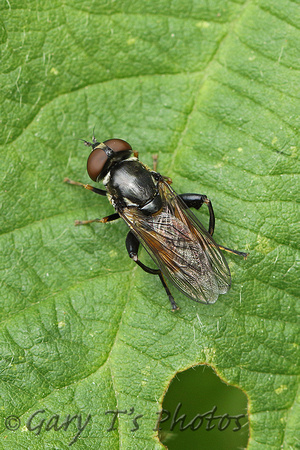 Hoverfly Species-H