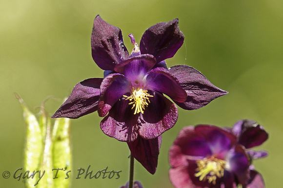 Flower Species-Purple B