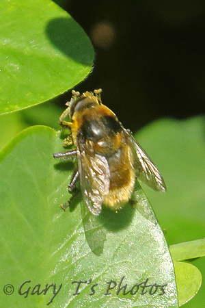 Hoverfly Species-J2