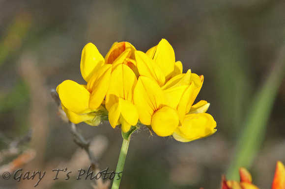Flower Species-Yellow L