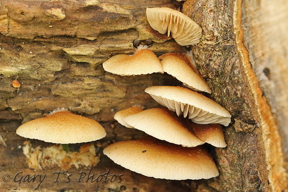 Fungi Species-Q