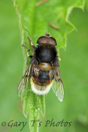 Hoverfly Species-F
