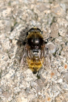 Bee Species-D
