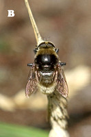 Bee Species-B