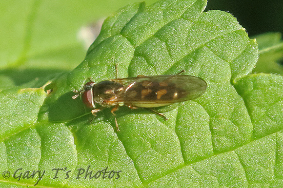 Hoverfly Species-H2