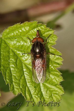 Hoverfly Species-R3