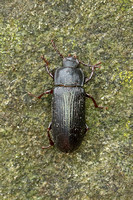 Beetle Species-F