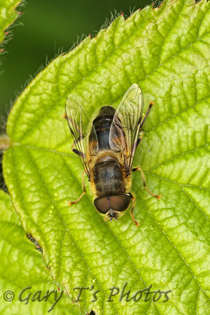 Hoverfly Species-O3