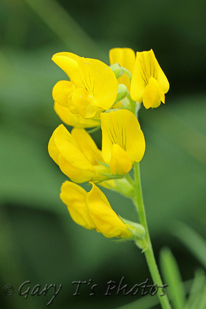 Flower Species-Yellow M