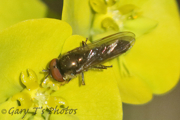 Hoverfly Species-T