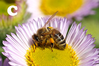 Bee Species-C