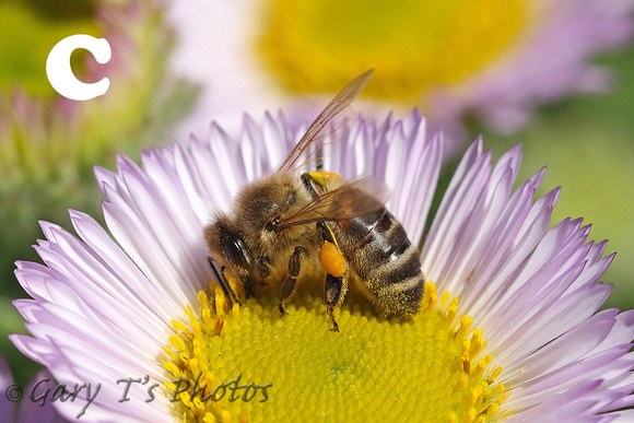 Bee Species-C