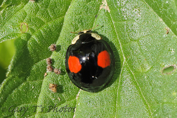 Ladybird Species-C
