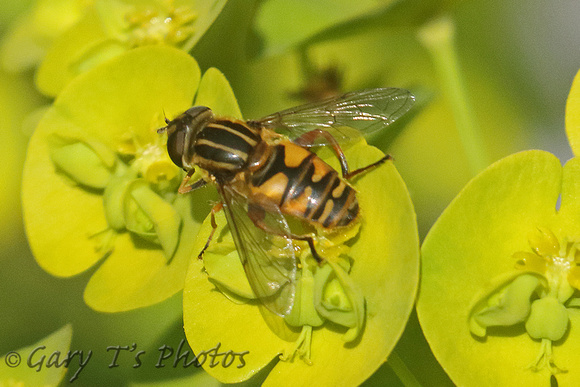 Hoverfly Species-X