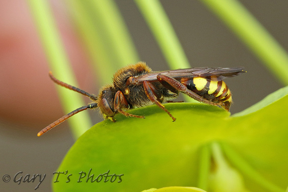 Nomad Bee Species-I