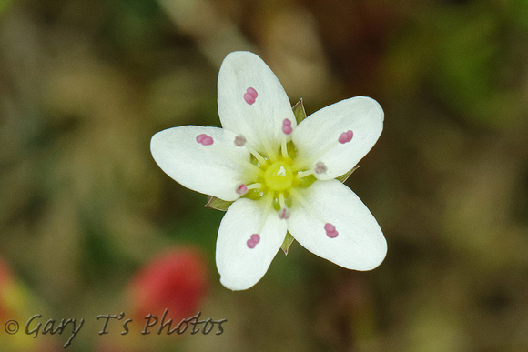 Flower Species-White D