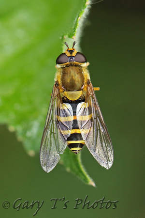 Hoverfly Species-R2