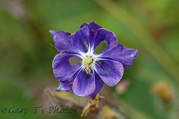 Flower Species-Blue E