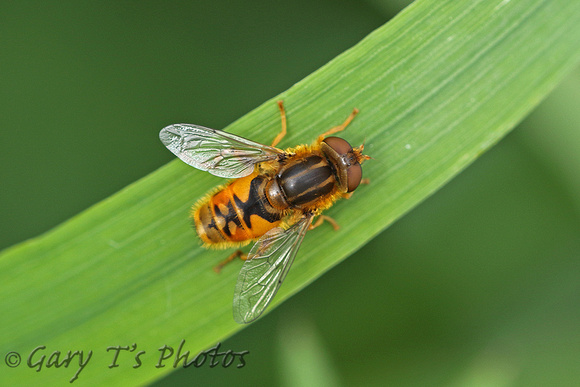 Hoverfly Species-Q3 (Parhelophilus sp.)