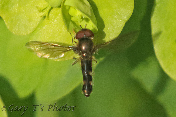 Hoverfly Species-Z