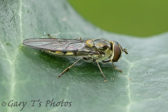 Hoverfly Species-A3