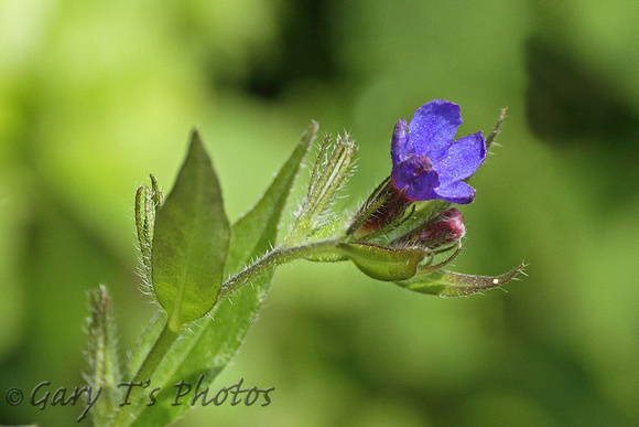 Flower Species-Blue A
