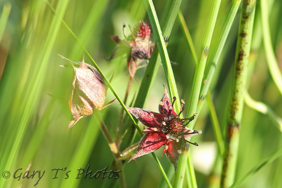 Flower Species-Red
