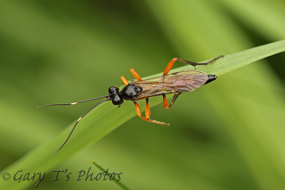 Wasp Species-A (Red Legs)
