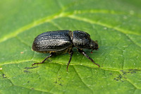 Beetle Species-A
