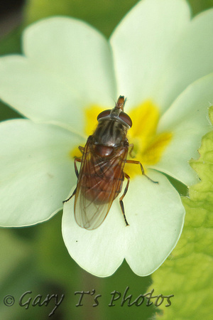 Hoverfly Species-A