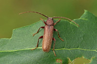 Beetle Species-E