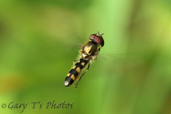 Hoverfly Species-L