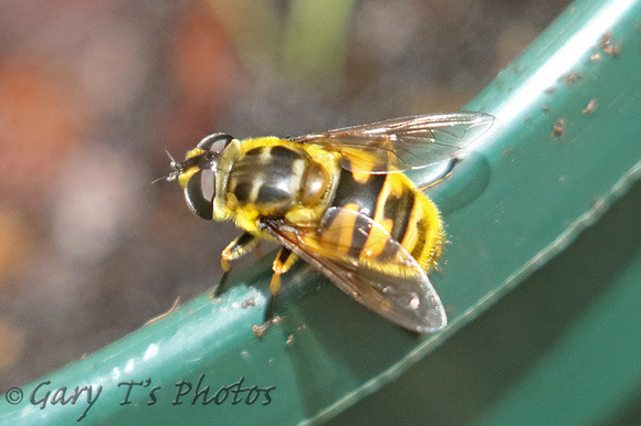 Hoverfly Species-T2