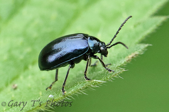 Beetle Species-M