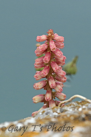 Flower Species-Pink C