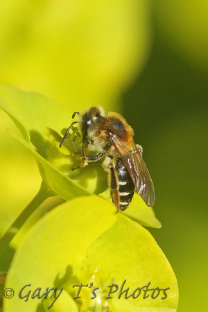 Mining Bee Species-A