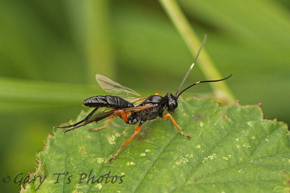 Wasp Species-A (Red Legs)