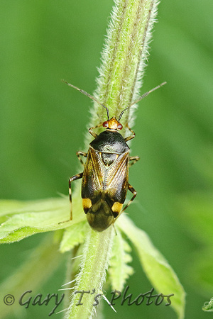 Bug Species-A