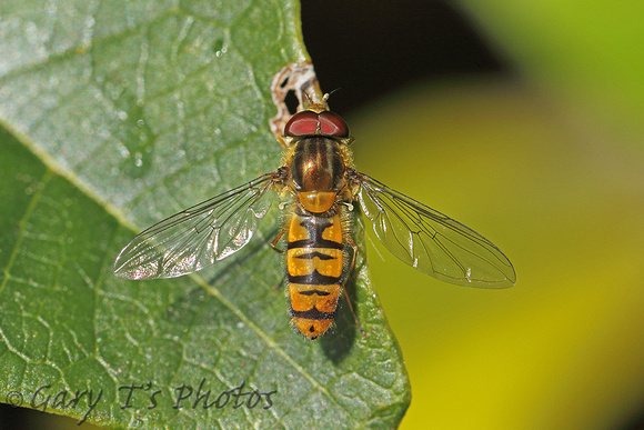 Hoverfly Species-M2